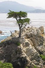One of the few remaining Cupressus macrocarpus in Monterey California.  Image source: Richard Wang