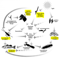Food Web Theory in Conservation Management